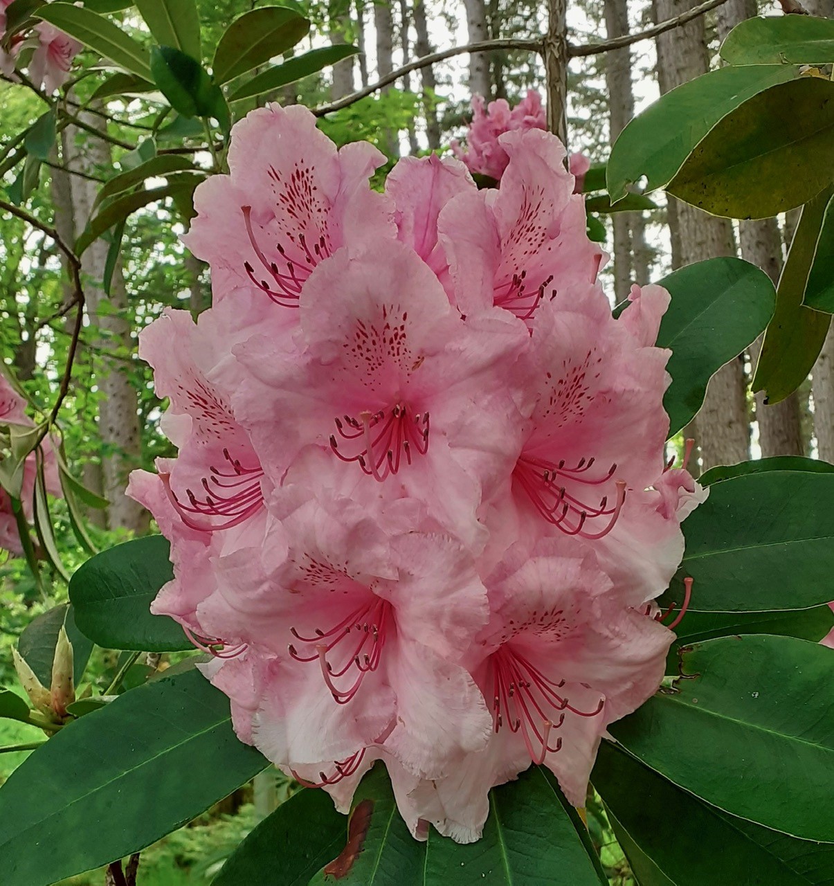 'Pink Pearl' AGM
